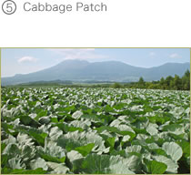 Cabbage Patch